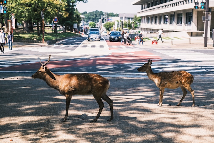 奈良の着物買取業者まとめ